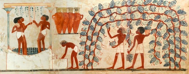 Storia del vino: pitture da una tomba di Tebe