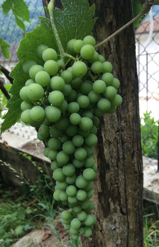 grappolo-uva-pecorino