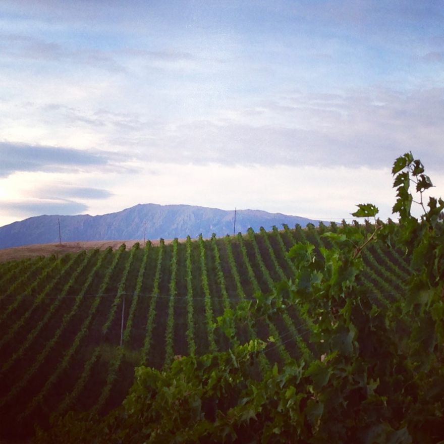 vigneti di Pecorino dell'azienda Tiberio