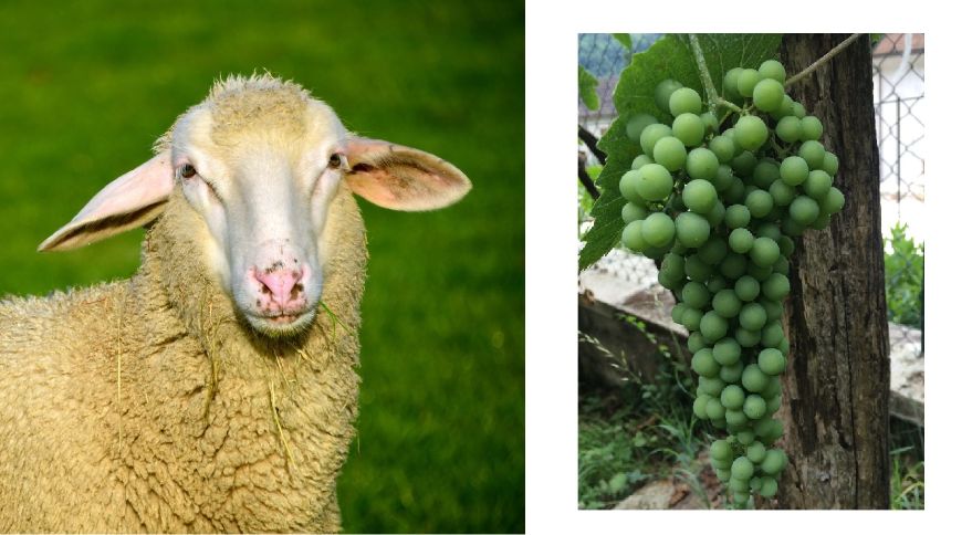 Confronto forma della testa di una pecora e del grappolo di uva pecorino