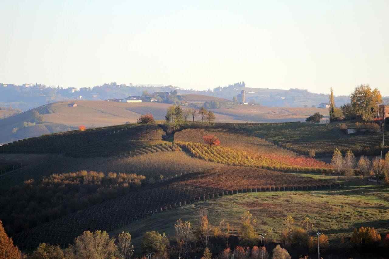 Nebbiolo nelle Langhe