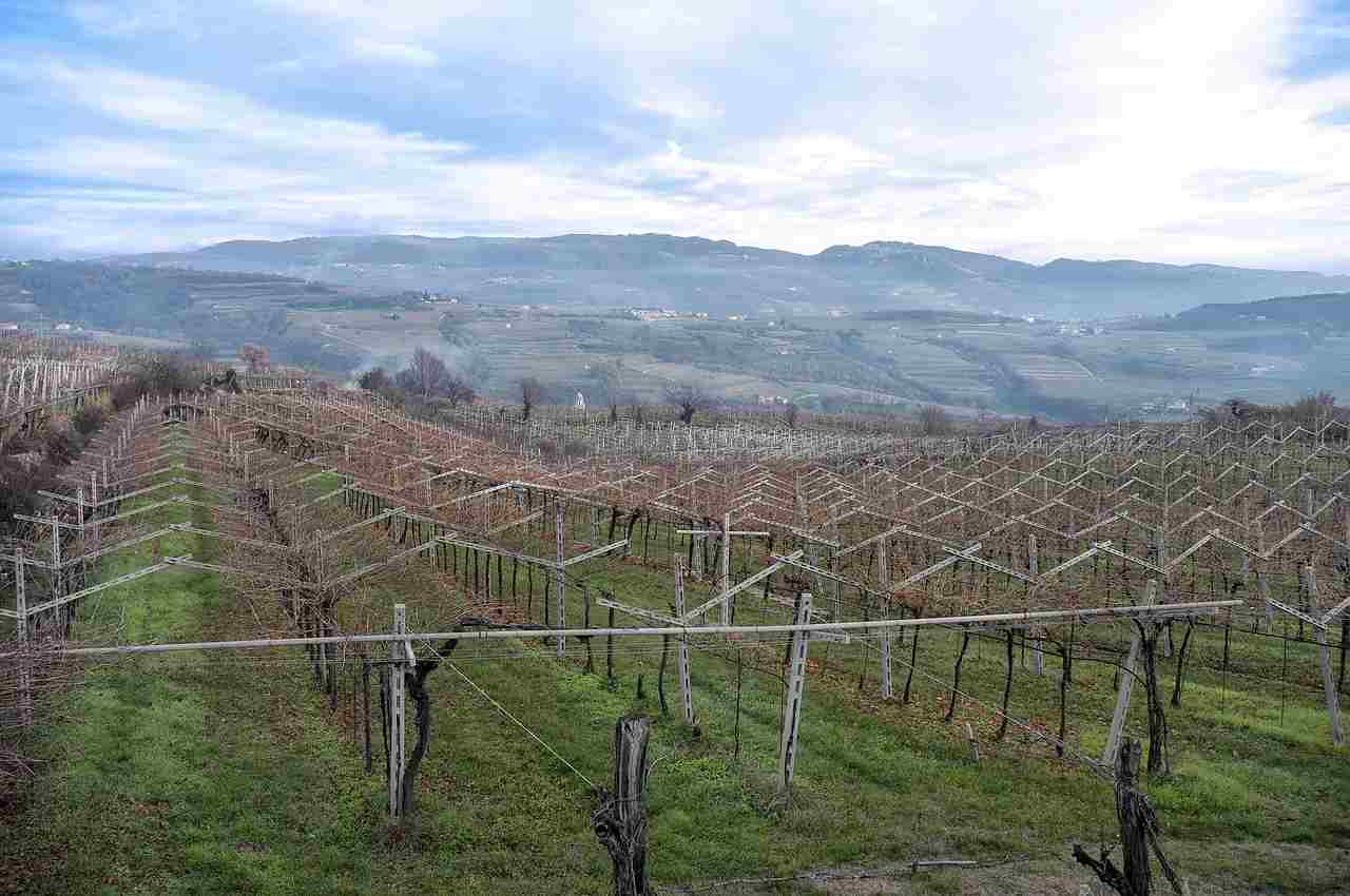 Filari in Valpolicella da cui si potrà ottenere il Valpolicella Ripasso