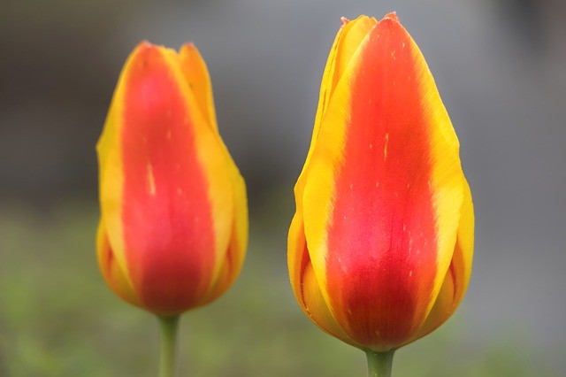 calice di un fiore tulipano
