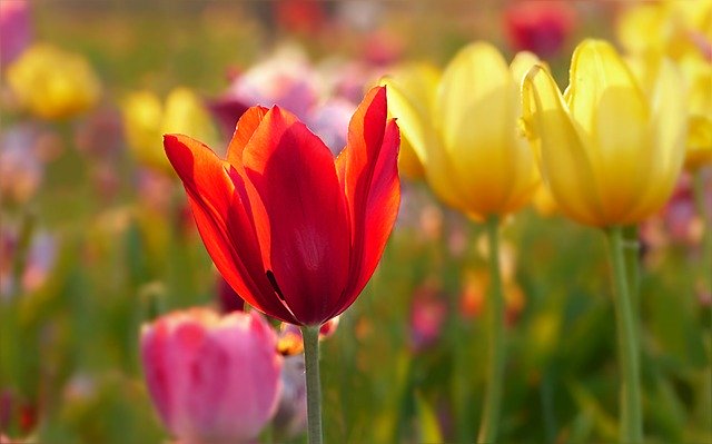 Dalla forma di questo fiore prende il nome il bicchiere tulipano