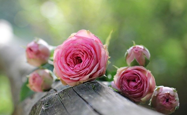 Rose che emanano il loro profumo molto simile a quello del Moscato Rosa