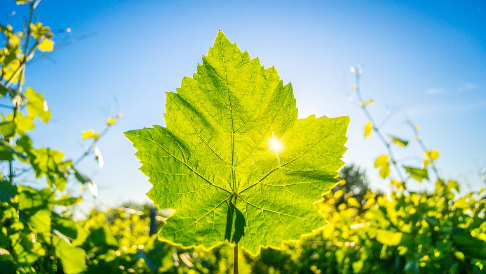 Una foglia di vitis vinifera